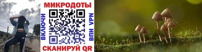 сколько стоит  Боровичи  Псилоцибиновые грибы Cubensis 